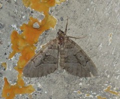 Thera cognata