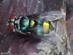 Chrysomya chloropyga