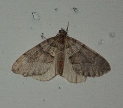 Thera cognata