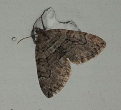 Thera cognata