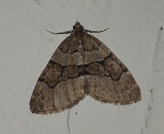 Thera cognata