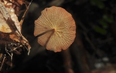 Marasmius cladophyllus