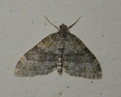 Entephria