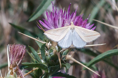 Rhodometra sacraria