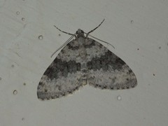 Entephria cyanata