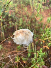 Eriophorum chamissonis