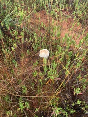 Eriophorum chamissonis