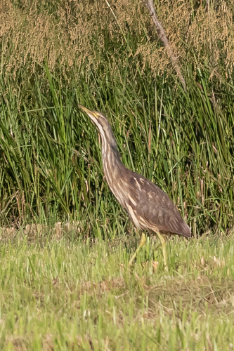 American Bittern photographed in West Virginia