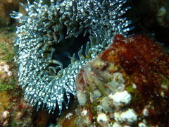 Bunodactis reynaudi