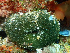 Bunodactis reynaudi