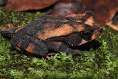 Incilius leucomyos