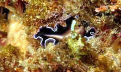 Pseudoceros paralaticlavus