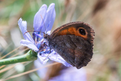 Pyronia cecilia