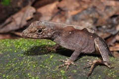 Anolis wilsoni