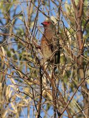 Urocolius indicus transvaalensis