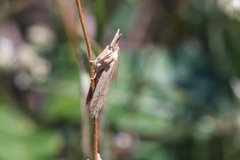 Ematheudes punctella