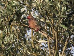 Urocolius indicus transvaalensis