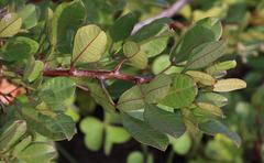 Searsia laevigata laevigata