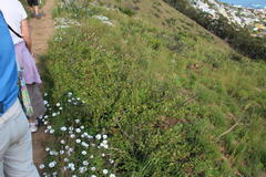 Searsia laevigata laevigata