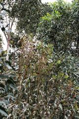 Eucalyptus globulus globulus