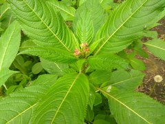Impatiens glandulifera
