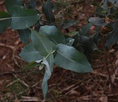 Eucalyptus globulus globulus