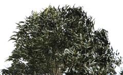 Eucalyptus globulus globulus
