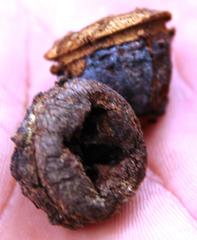 Eucalyptus globulus globulus