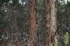 Eucalyptus globulus globulus