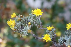 Oedera humilis