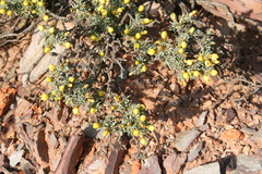 Oedera humilis