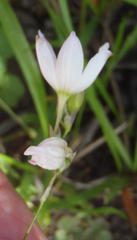 Ixia orientalis