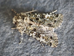 Polymixis lichenea