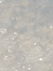 Fundulus heteroclitus