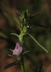 Misopates orontium orontium