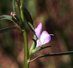 Misopates orontium orontium