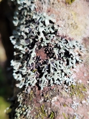 Hypogymnia incurvoides