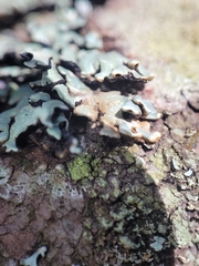 Hypogymnia incurvoides