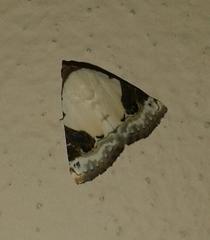 Eublemma ecthaemata