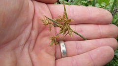 Cyperus sphaerospermus
