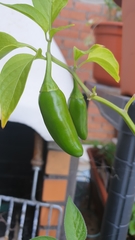 Capsicum annuum annuum