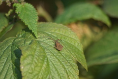 Coreus marginatus