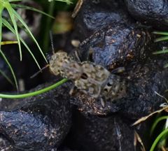 Ontholestes tessellatus