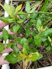 Lyonia fruticosa