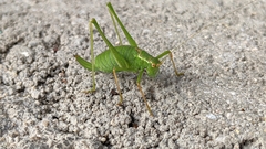 Leptophyes punctatissima