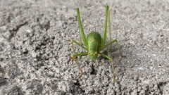 Leptophyes punctatissima