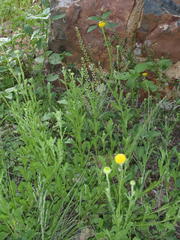 Nidorella podocephala