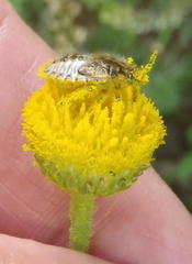 Nidorella podocephala