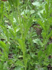 Nidorella podocephala