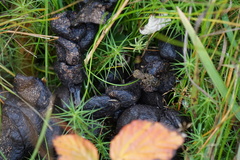 Ontholestes tessellatus